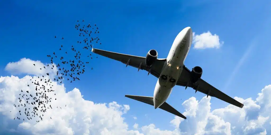 A Bizarre and Humane Solution for Bird Strikes